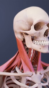 21K views · 361 reactions | Do you know what causes your stiff neck? | Spine-health | Facebook