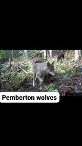 Wonderful #wolves. Anyone else seen this terrific trio? #dreamcatchermeadows | Dreamcatcher Meadows Sporthorse Breeding & Equestrian Training Pemberton BC