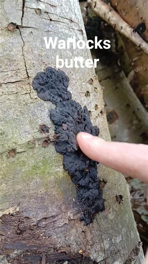 🍄 “This Black Jelly Is Actually Alive… 😳