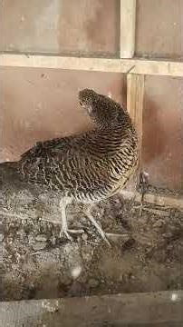 Red golden mail breeder and yellow pheasant female breeder and red golden female and sold out okada