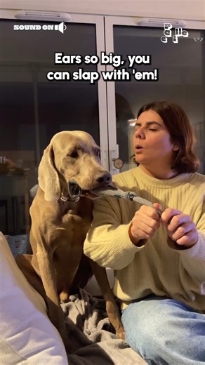 2.1M views · 44K reactions | Watch out or you get the ears!浪 (Via - Loustau M.) #Dogs #Funny #Weimaraner #DogMemes #FunnyDogs | The Pet Collective | Facebook