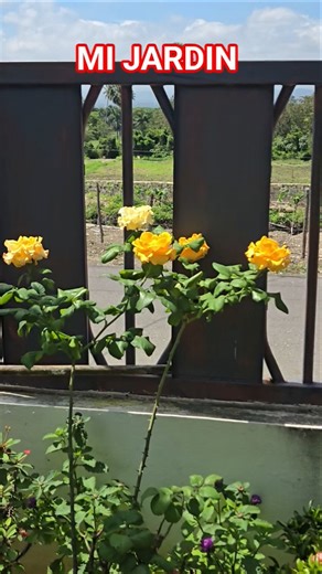 mi jardin #plantas #flores #jardin #naturaleza