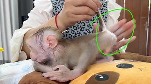 Obedient Tauch Laying For Mom Apply Powder To Treat On His Diaper Rash | Monkey Daily