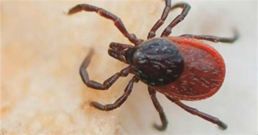 May is Lyme Disease Awareness Month. Experts recommend checking your body and clothes when coming in