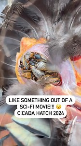 308K views · 428 reactions | Cicada hatch of 2024 has begun! #Cicadas2024 #cicadas #cicadaseason | The Huntin Grounds | Facebook