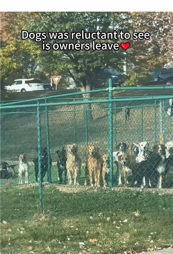 The Unconditional Love of Dogs for Their Owners