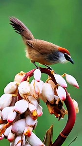 3.2K views · 172 reactions | Beautiful spring | Birdlife | Facebook