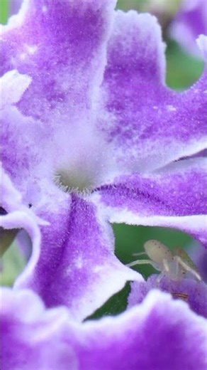 Purple Duranta | Random Australia Stuff