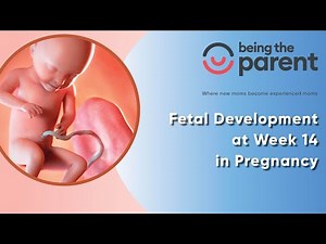 Fetal Development at Week 14 in Pregnancy