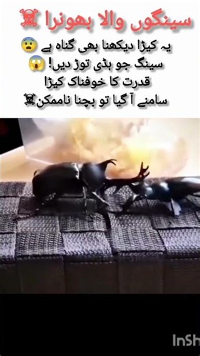 This creature looks like a nightmare 😱But it’s REAL…