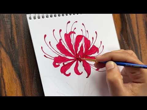 HOW TO PAINT ? 🎨 | RED SPIDER LILY flower illustration drawing 