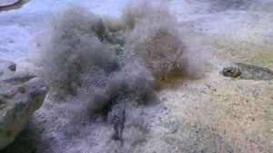 76K views · 147 reactions | Now THAT'S a vanishing act    Check out how our yellow stingrays bury themselves! | Audubon Aquarium | Facebook