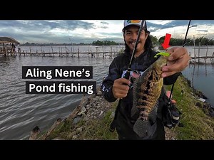 Aling Nene's Pond FISHING for MULTI SPECIES | Y5E24