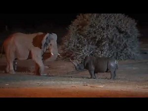 Angry Elephant & Rhino JungleFight @Night & a Big Deep Wound#viral #youtubevideo#youtube#animallife