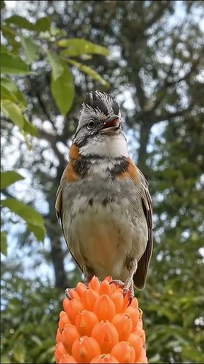 🐦 TICO-TICO CANTANDO NA NATUREZA 🌿🎶 | Canto Lindo e Marcante de uma Ave Brasileira #ticotico #birds