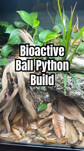 4x2x2’ Bioactive Ball Python Build #everevolvingexotics #reptileshop #tucson #ballpython #bioactive