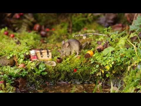 George Tails by the river bank .