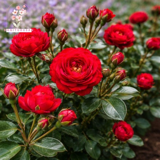 Petite Knock Out Rose Live Plant, Compact Pink Blooms Shrub Rose - Etsy