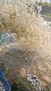 90K views · 376 reactions | Catching Fish Using Machine #Fishing #fishinglife #fishingtime #fish | Local Fishing Videos | Facebook