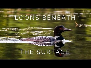 A Rare Look at How Loons Swim Underwater