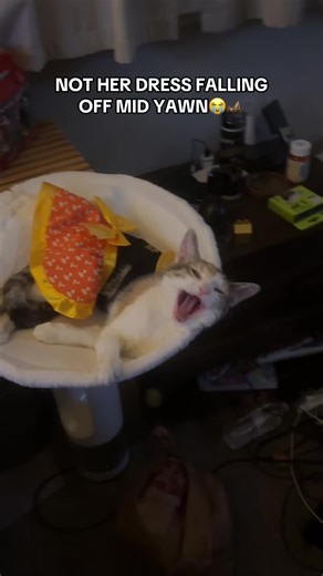 Hilarious Kitten Yawns That Will Make You Laugh