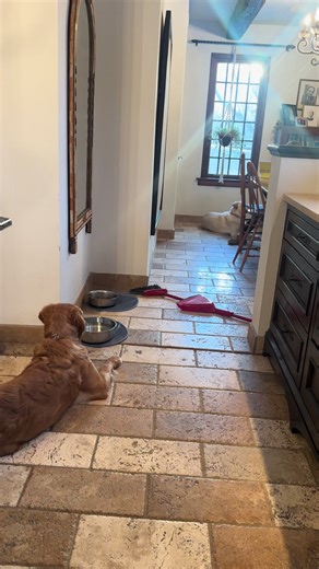 Why Your Puppy is Afraid of the Broom