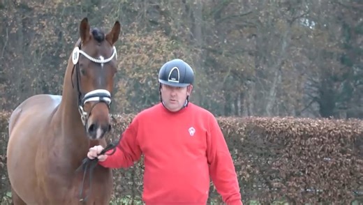 5.2K views · 176 reactions | Jovian has produced an incredible number of talented horses including this magnificent stallion (damsire Diamond Hit) presented at the 2022 Westphalian Stallion Licensing. He is bred by S.R. Holtwiesche GbR from Germany. | Helgstrand Dressage | Facebook