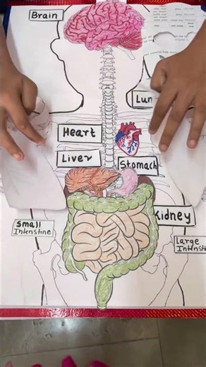 Science project 😊👨‍🔬Human Body 🥰🥰