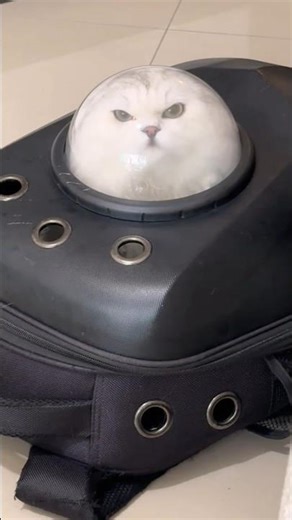 He Looks Like A Little Astronaut 😂