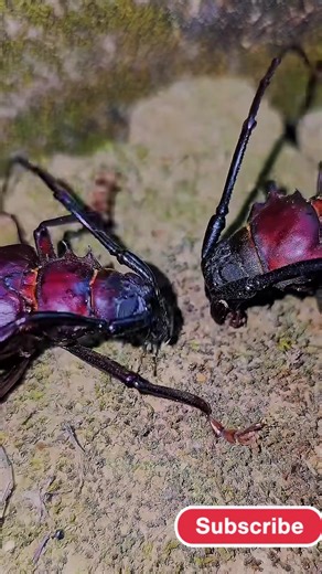 Exploring the War of Insects: Grasshoppers vs. Scorpions
