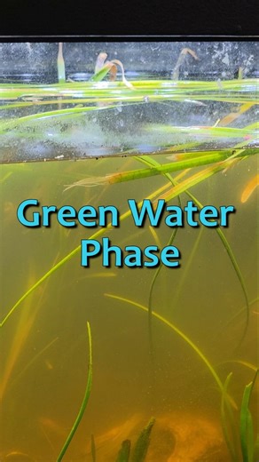 My Lake Biome Has Suspended Algae, and I Think That’s Normal