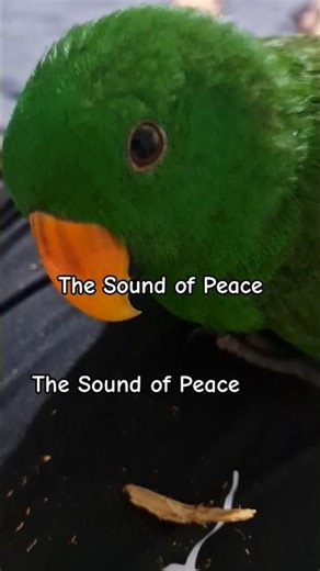 The Sweet Sound of a Happy Parrot 😌 | Eclectus Parrot | Michelle Goosen #parrotsounds