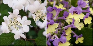 RHS Chelsea Flower Show: Plant of the Decade winner announced