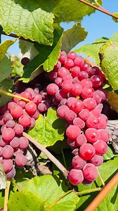 Amazing Grapes 🍇 In the USA #grapes #garden #usa #grape #fruits #picking #fun #love #beautiful #naturephotography #naturelover #orchard #chicago #fun #love #viral #reels #instagram #reelsinstagram #iphonephotography #hiking #winter #nature #naturelovers #naturebeauty #Great #love #funtimes #bdcommunity #BDS #place #winterwonderland | It’s Amirah’s Diary