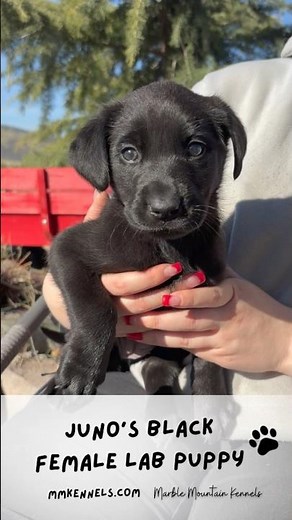 Cute & Curious about the World! Black Female Lab Puppy #blacklabrador #labpuppies #labpuppy