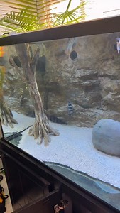 3.4K views · 900 reactions | Do I have the most fertile Frontosa ever? 樂藍 #aquarium #aquariumhobby | KaveMan Aquatics | Facebook