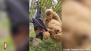 61K views · 412 reactions | A bat inside the Oakland Zoo was seen cuddling a stuffed animal in footage released by the zoo recently. | Breitbart | Facebook