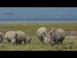 Tê Giác Java – Huyền Thoại Sắp Tuyệt Chủng Giữa Rừng Nhiệt Đới! – Thanh Hương Lotus Shop