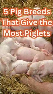 5 Pig Breeds That Give the Most Piglets #agribusiness #farming #pigfarming
