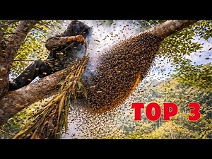 Compilation of the World's Most Dangerous Bee Catching Moments - No One Dares to Watch