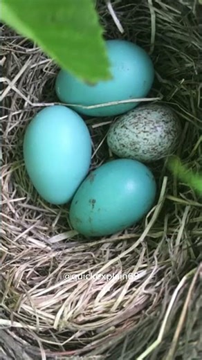 🐦 Koyal Ki Badmashi 😈 #facts