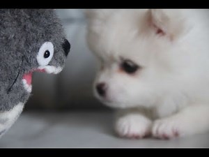 Cute puppy & Totoro