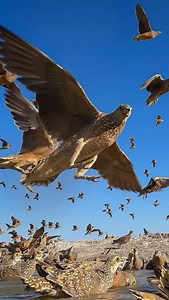 79K views · 18K reactions | “And suddenly the rocks ears flickered....