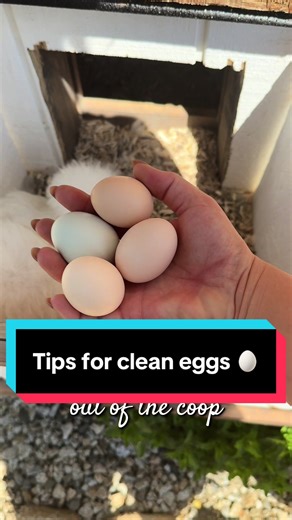 Expert Tips for Collecting Clean Eggs from the Coop