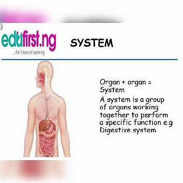 Organization of Life 1 | Biology |SS1| 1st Term