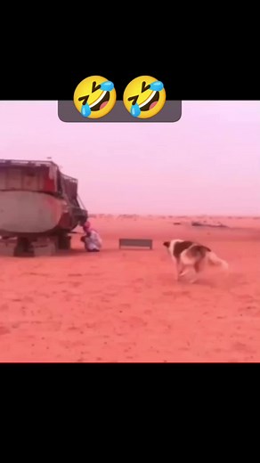 Humorous Desert Camel Encounter with a Traditional Twist