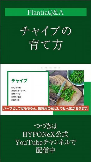☘272: [Q&A] How to grow chives | Tips for growing them healthily and how to harvest them? We also...