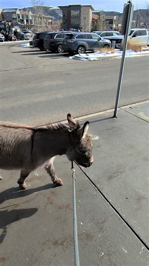 Donkey Making New Friends: A Heartwarming Encounter