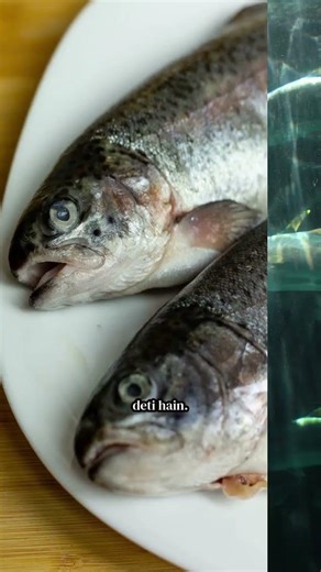 machhliyan Pani mein kaise soti hai. #facts #viral #viralshorts #motivation