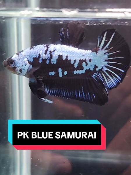 Dyenfinity Aquatics on TikTok